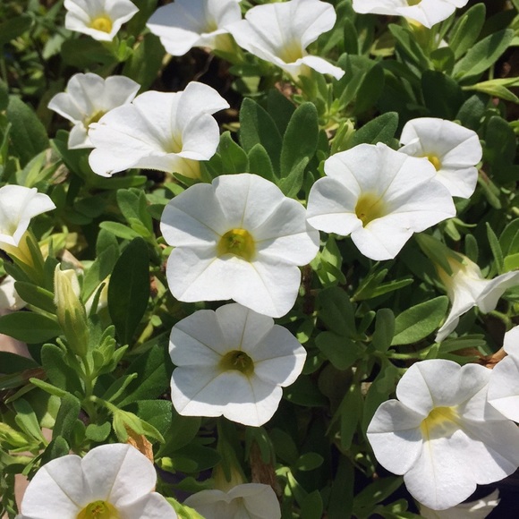 Meet your Posher, Christa - Picture 1 of 1